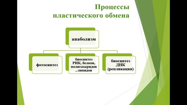 11 класс. Биология. Общая характеристика обмена веществ и преобразования энергии смотреть онлайн
