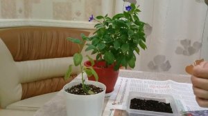 БРОВАЛИЙ ЦВЕТУТ! РАЗМНОЖЕНИЕ СЕМЕНАМИ БРОВАЛИИ "ДЫМЧАТЫЙ САПФИР"