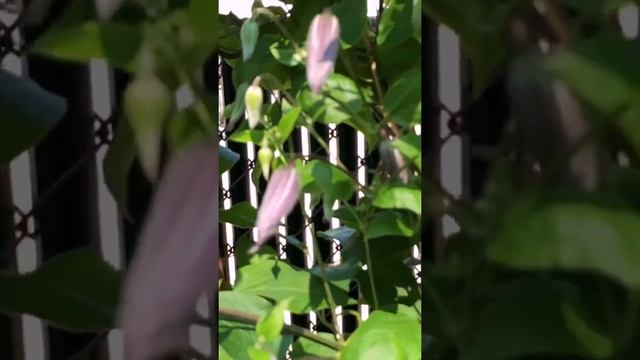 SUMMER GARDEN TOUR 2021| PURPLE CLEMATIS VINE | KELLYNO GARDEN #SHORTS смотреть онлайн