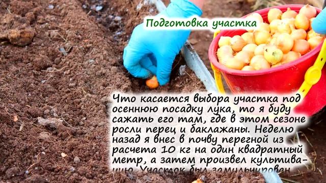 Когда лучше сажать лук: осенью или весной? смотреть онлайн