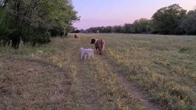 Snow white highland calf смотреть онлайн