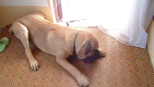 Бульмастиф Монарх Цезарь Ахилл (Моня) 