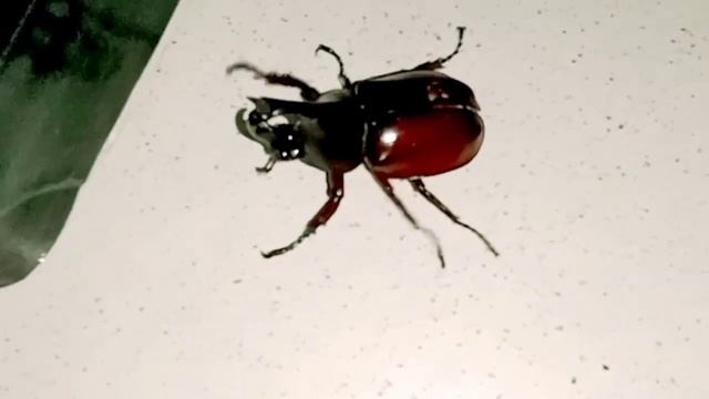 ARTHTROPODA/INSECTA/COLEOPTERA/SCARABAEIDAE/KUMBANG BADAK/BIOLOGI/BIOLOGHY