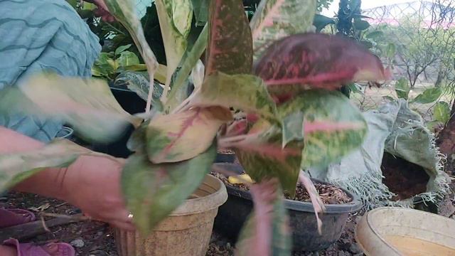 AGLAONEMA INDIANA QUEEN//Cutting Brances And Planting Aglaonema Babies