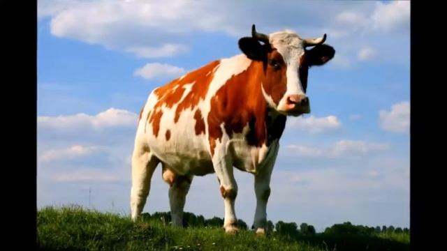 звуки домашних животных смотреть онлайн