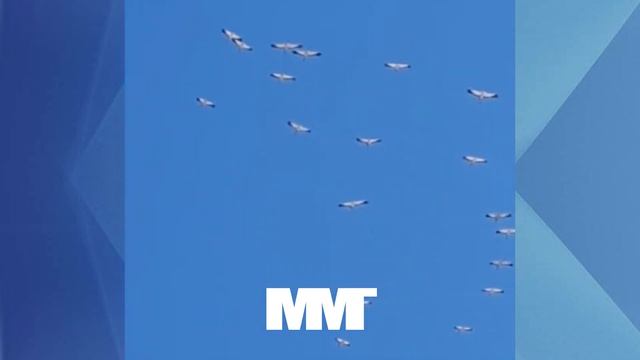 Журавли прилетали над Междуреченском смотреть онлайн