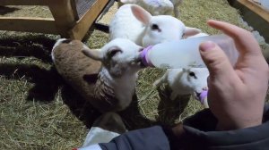 ЭТО ШЕДЕВР ! ТАКОЕ БЫ КУШАЛ КАЖДЫЙ ДЕНЬ !
