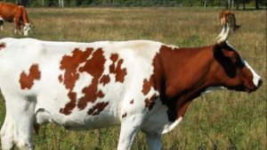 Разведение Айрширской породы коров как бизнес идея | КРС | Айрширские коровы | Айширская порода крс