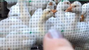 Как отличит гусят породы Линда, от других пород.