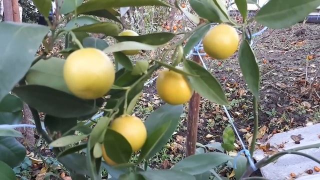 Сравнение сроков созревания сортов апельсина смотреть онлайн