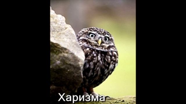 OWL. Картинки из жизни совиной. Учимся у птиц смотреть онлайн