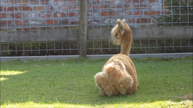 CAMELIDAE lama pacos / CORVIDAE coloeus monedula смотреть онлайн