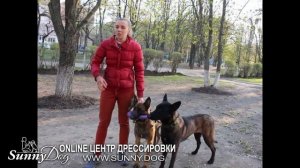 Малинуа -  НЕ лучшая собака для охраны и обучения? Три главных мифа о породе Бельгийская овчарка