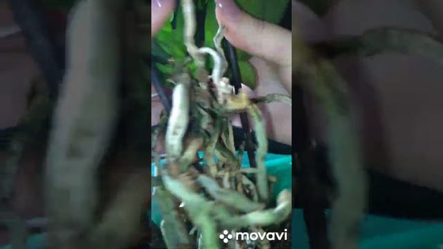 Моя новая орхидея Бронзовый Будда. смотреть онлайн