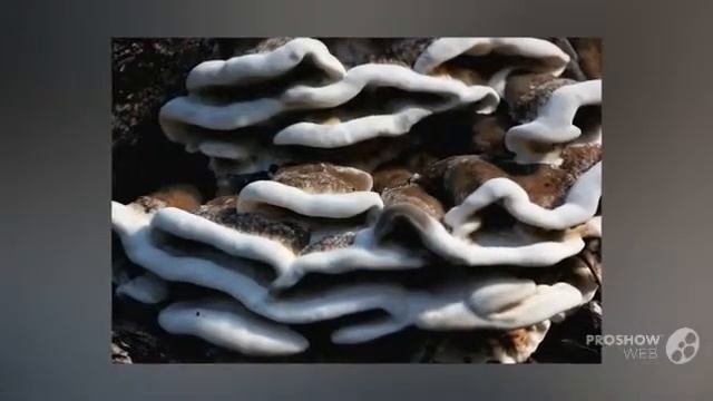 Polyporus dissitus - fungi kingdom смотреть онлайн