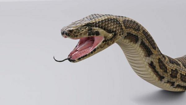 Звук змеи / Шипение змей / Sounds Snake Hangs Voice Singing