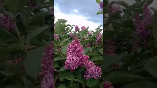 футаж цветет сирень. смотреть онлайн