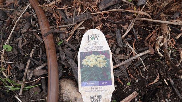 Planting Bare Root Roses + Clearance Plants