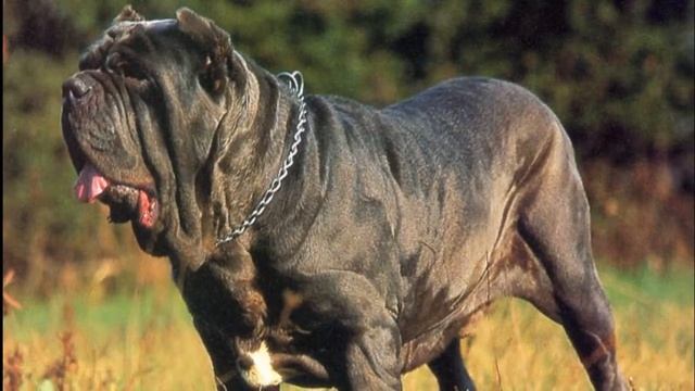 10 самых больших собак в мире смотреть онлайн