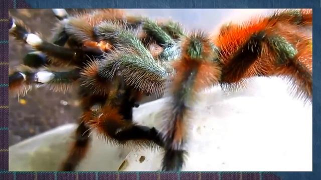 Avicularia Versicolor Mating!!!