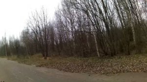 29. 10. 2023.  Охота на зайца беляка с русской гончей.