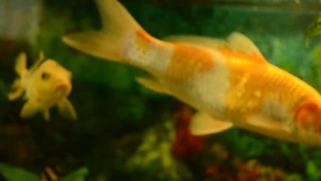 Карпы Кои в аквариуме. HD смотреть онлайн