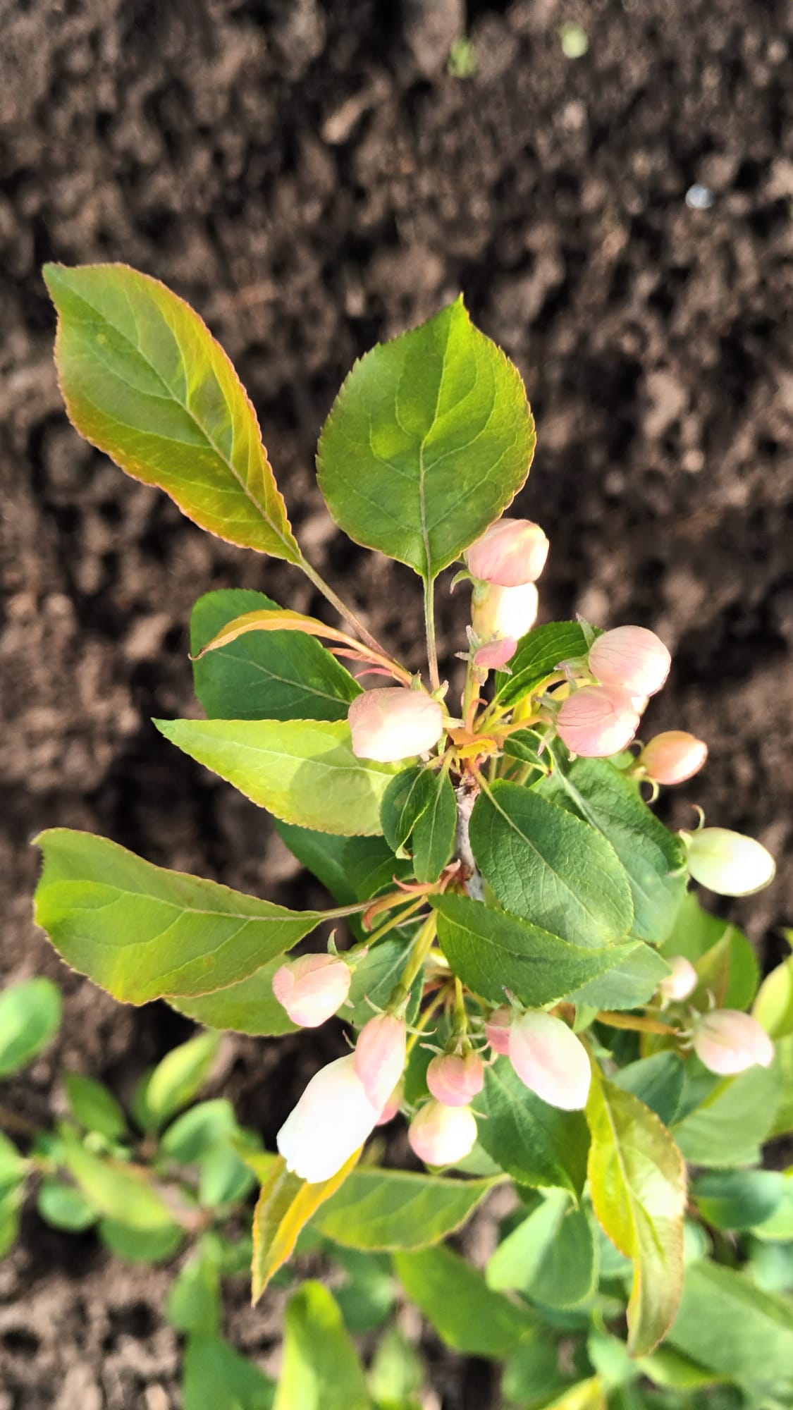 Цветение Malus boccata, видовой яблони смотреть онлайн