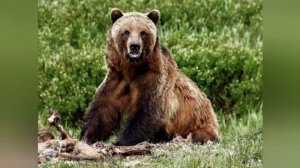 Гризли убил Тимоти Тредуэлла ,одного из лучших знатоков этих зверей,и его подругу