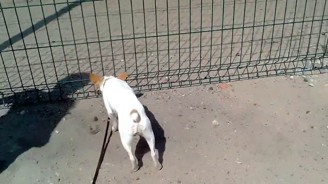 Моя собака (прогулка)😂😂 смотреть онлайн