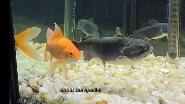 Moby Eats A Big Goldfish In One Gulp! смотреть онлайн
