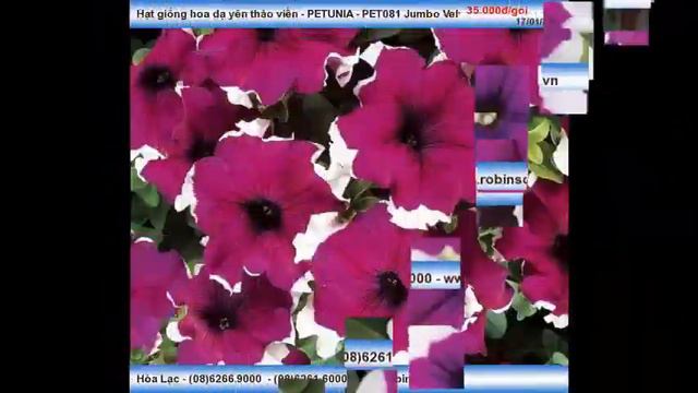 Hạt hoa Dạ yên thảo viền PETUNIA - PET081 Jumbo Velvet Frost