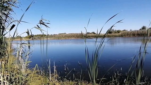 У нас жара. Прилетели лебеди. Готовим дом к зиме. смотреть онлайн