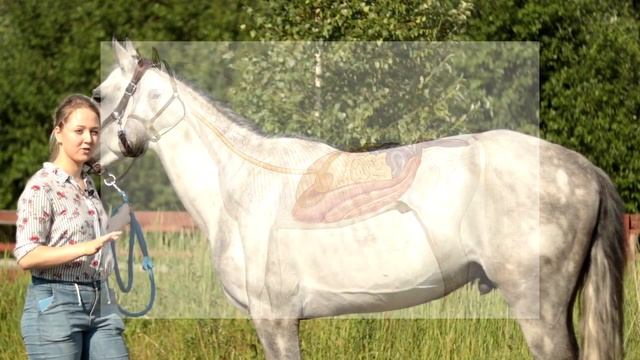 ПОДРОБНЕЕ О ЛОШАДЯХ | Что такое колики? Какие особенности анатомии ЖКТ у лошадей? смотреть онлайн