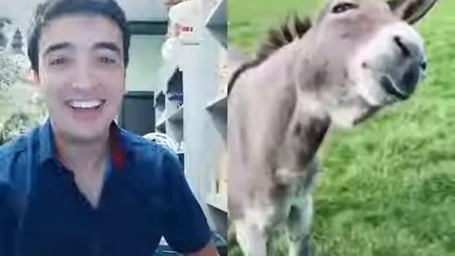 Умный осёл смотреть онлайн