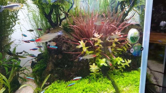 Мой аквариум 07.08.2018 (первый день после GDA)