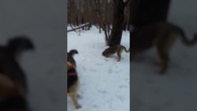 Мартин на прогулке смотреть онлайн