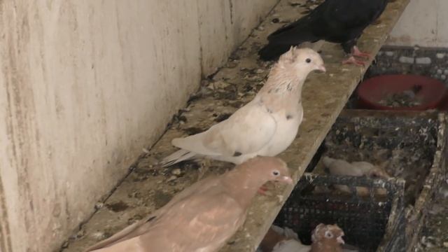 Голуби- где ведётся селекция Pigeons - where the selection is carried out смотреть онлайн