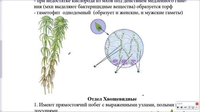 7_Водоросли и споровые_2