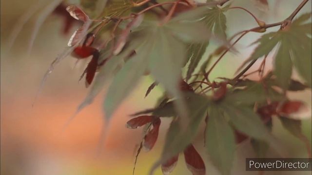 Авокадо Зимой в открытом грунте. #авокадо_из_косточки #авокадо #авокадо_в_открытом_грунте смотреть онлайн