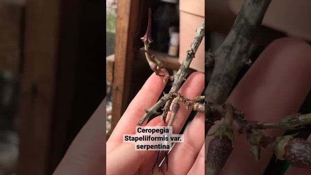 Ceropegia Stapeliiformis var. serpentina en flor ?❤️? смотреть онлайн