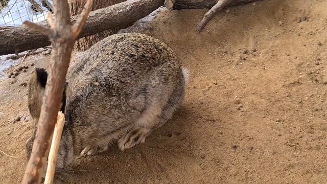 Мазурик съел Джасти. Лилит съела веник. Мазая не съели смотреть онлайн