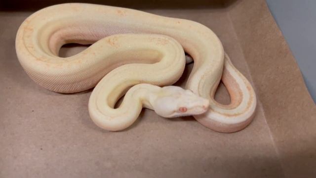 UNIQUE BOAS & SCALELESS ALBINO BALL PYTHON CLUTCH! 9-10-21 смотреть онлайн