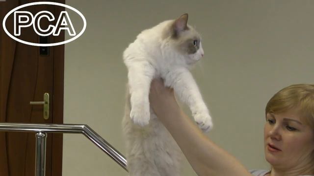 Кошка рэгдолл блю-пойнт с белым. Выставка кошек PCA on-line. смотреть онлайн