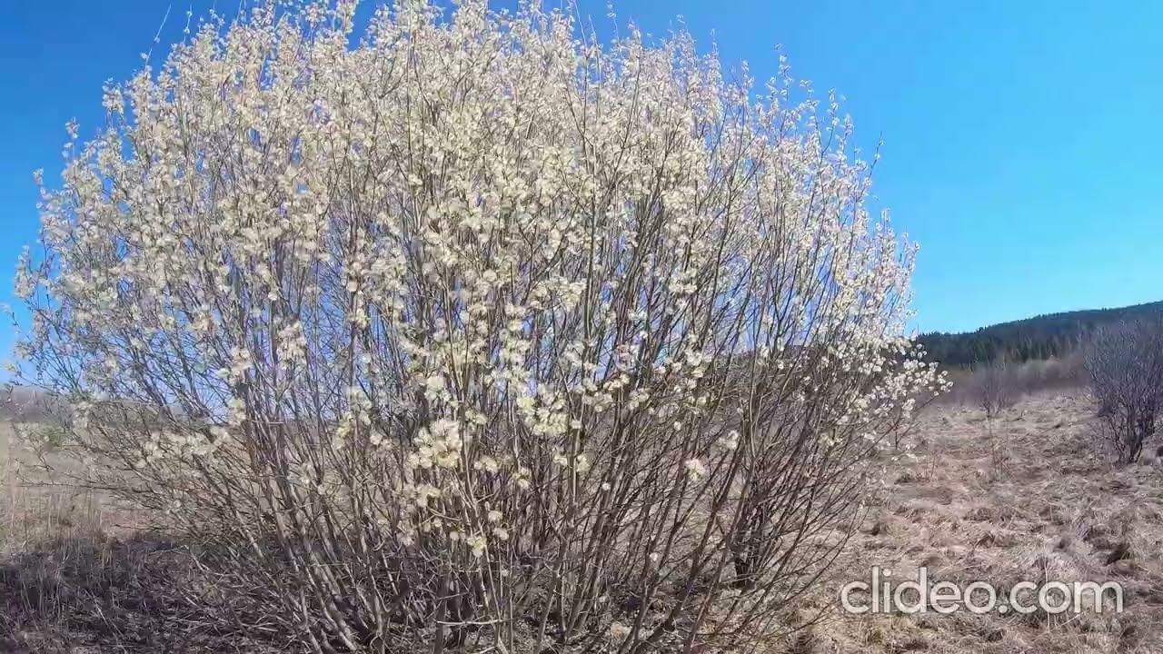 Окраины села. смотреть онлайн