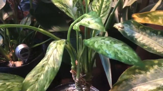 My latest plant haul: snake plant, emerald gem, and more смотреть онлайн