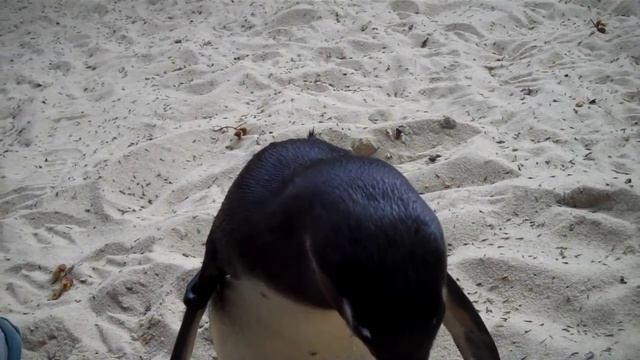 Penguin Encounter at ZSL London Zoo смотреть онлайн