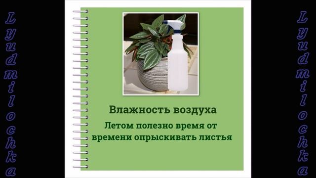 Пеперомия. Уход в домашних условиях смотреть онлайн