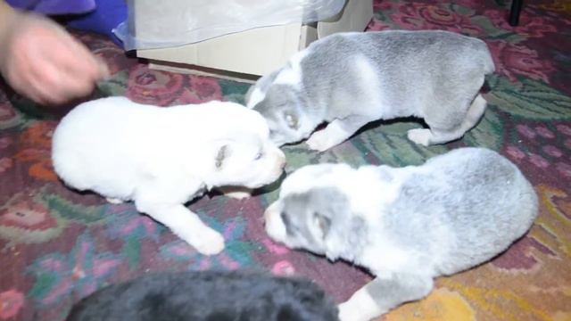 Alabai смотреть онлайн