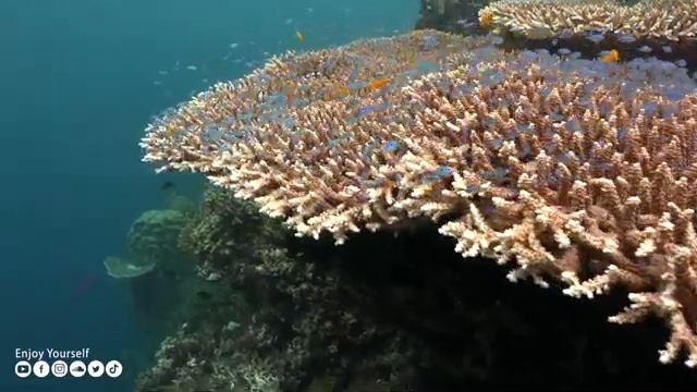 Успокаивающая музыка лечит сердце и успокаивает нервную систему? Музыка для души и расслабления #28 смотреть онлайн