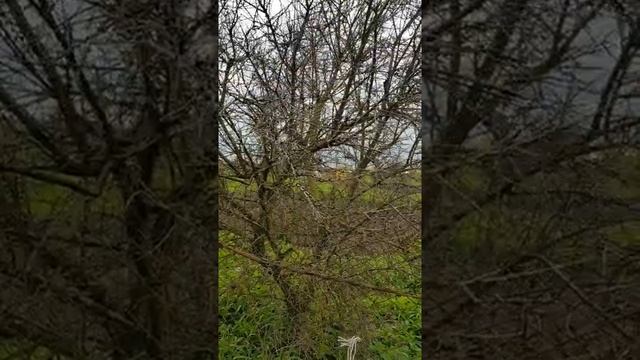 VLOG: На ДАЧУ / Новая ПРИЧЕСКА / СОРТА ГЛАДИОЛУСОВ / Купил МЕТЕЛЬЧАТУЮ ГОРТЕНЗИЮ смотреть онлайн